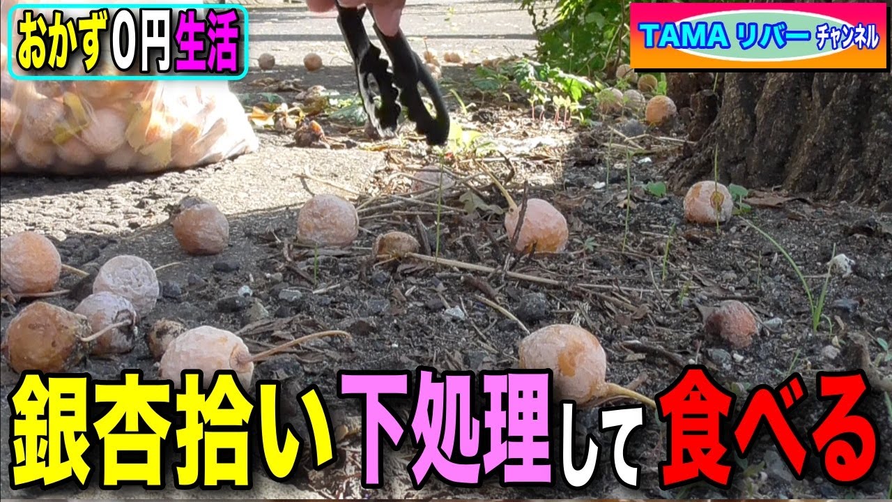 【おかず0円生活】銀杏拾いと下処理！そして食べる - YouTube