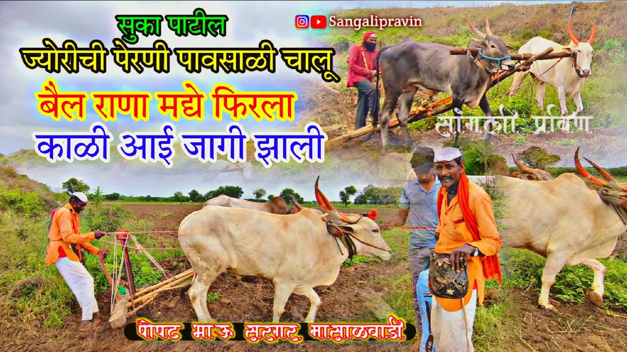 4 बैलांची पेरनी चालु !! Jorichi perani chalu !! सुका पाटील कडबा प्रकार !! पोपट भाऊ सरगर मासाळवाडी 