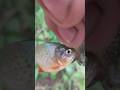 Piranha fishing shortsfeed