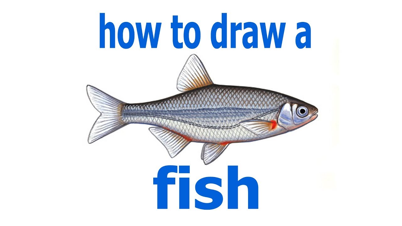 How to draw a fish, draw a real fish, #PencilTV, #YouTubeKids - YouTube