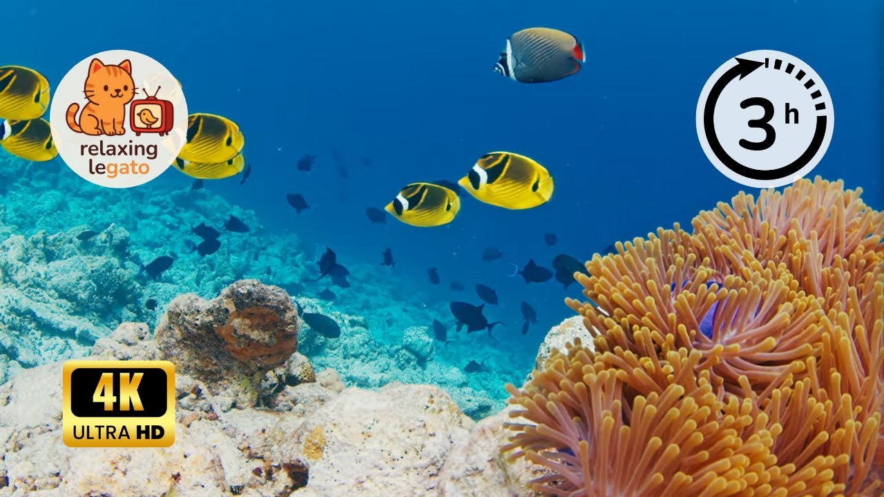 Relieve Your Stress – 3 Hours of Calming Ocean Music for Sleep and Peace