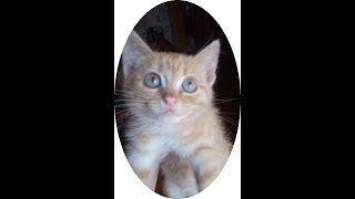 Глазастая красотка - котенок Лёля в добрые руки! Глазастая красотка - котенок Лёля в добрые руки!