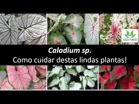 Vídeo: Caladium (33 Fotos): Cuidar De Uma Flor Em Casa, Uma Descrição De Espécies De Plantas. Regras Para O Cultivo De Caládio Ao Ar Livre
