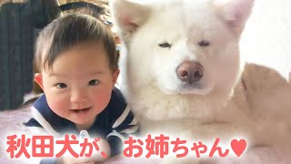 産まれたときからずっと一緒♡ いつも優しい目をして隣にいてくれる秋田犬がお姉ちゃんです