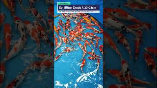 Original Koi Blitar Grade A 20-23 cm