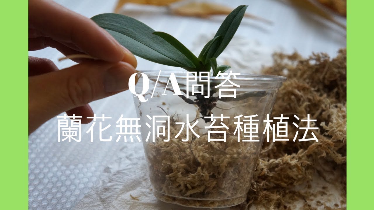 Q A問答 蘭花無洞水苔種植法 養護技巧 蘭花種植 Youtube