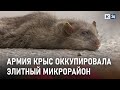 Нашествие крыс переживают жители элитного района в Краснодаре