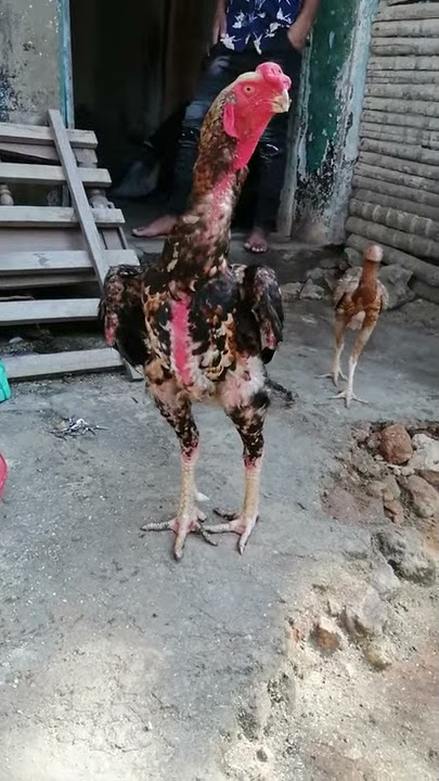 Kuku kuchi mdomo kasuku kwa takae hitaji number 0652435528