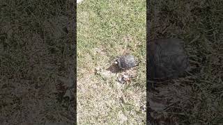 Time Outside With Baby Turtlebutt Happy Easter From Baby Turtlebutt 4
