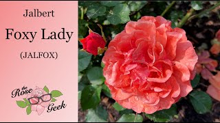 🌹 Foxy Lady Rose | Jalbert/ JALfox / Raggedy Ann Floribunda