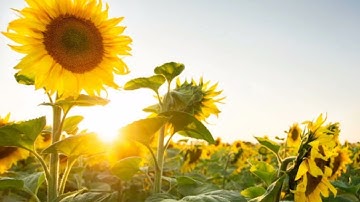 Why Do Sunflower 🌻 Face towards the Sun 🌞 || Shorts || FACT LOOP ||