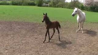 Paso Fino Foal Regalito at 6 days old