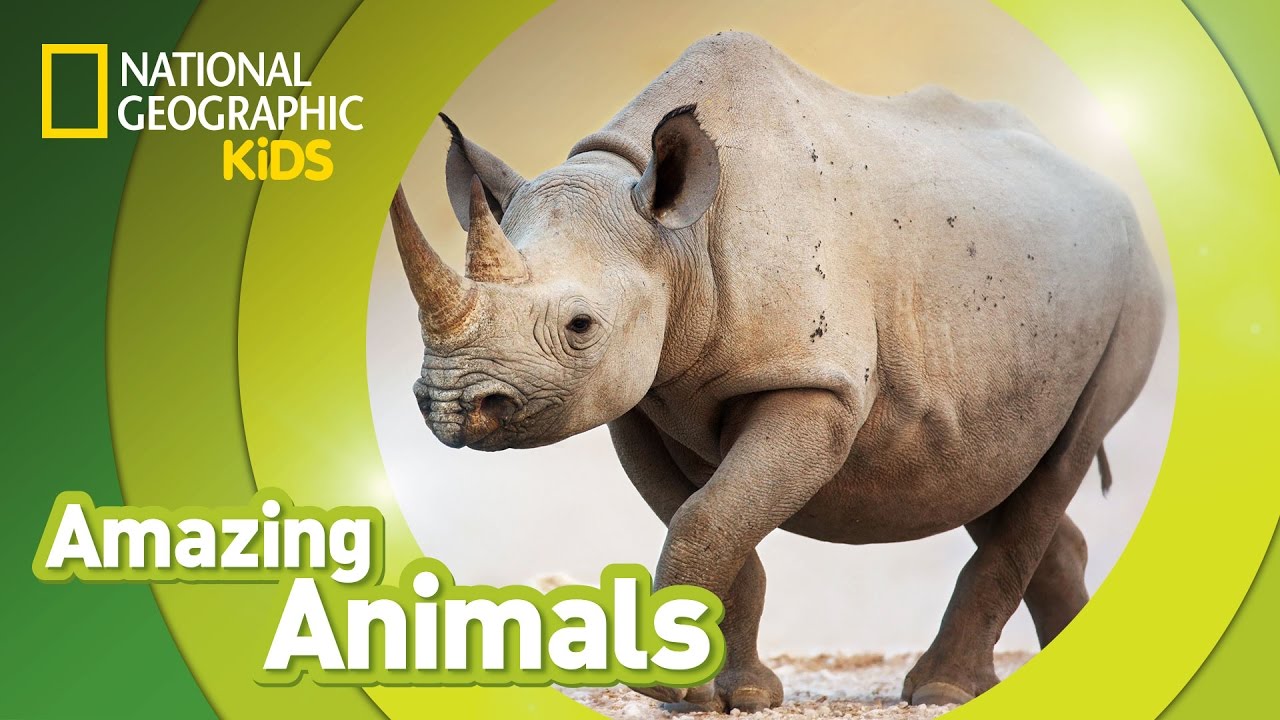 ⁣Black Rhino | Amazing Animals