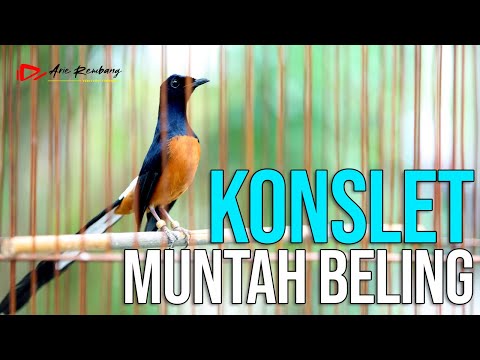 Masih trotol dah begini !! KRETEKAN MURAI BATU TROTOL EMOSI TAK TERKENDALI‼️