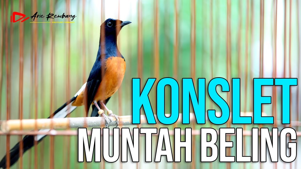 PEMANCING EMOSI Murai batu yang loyo GAYA MAIN NGOTOT FUL EMOSI FUL MATERI | SHAMA BIRD