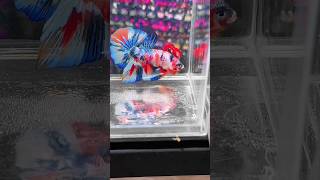 Nemo Metalic