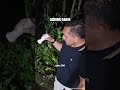 Kepolisian Resor Blitar Kota mengungkap keberadaan ladang ganja di Desa Krisik