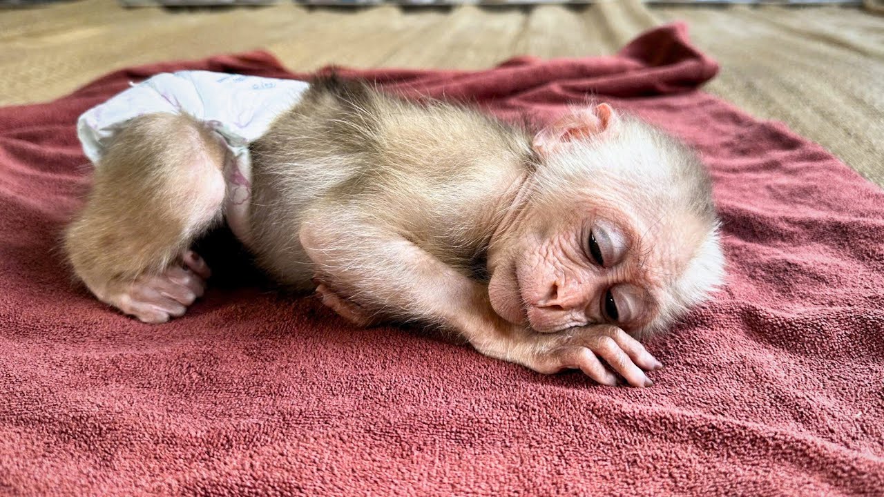 Мама плачет по малышу-обезьянке Хаки… Но всё равно тайно защищает своего ребёнка!!!