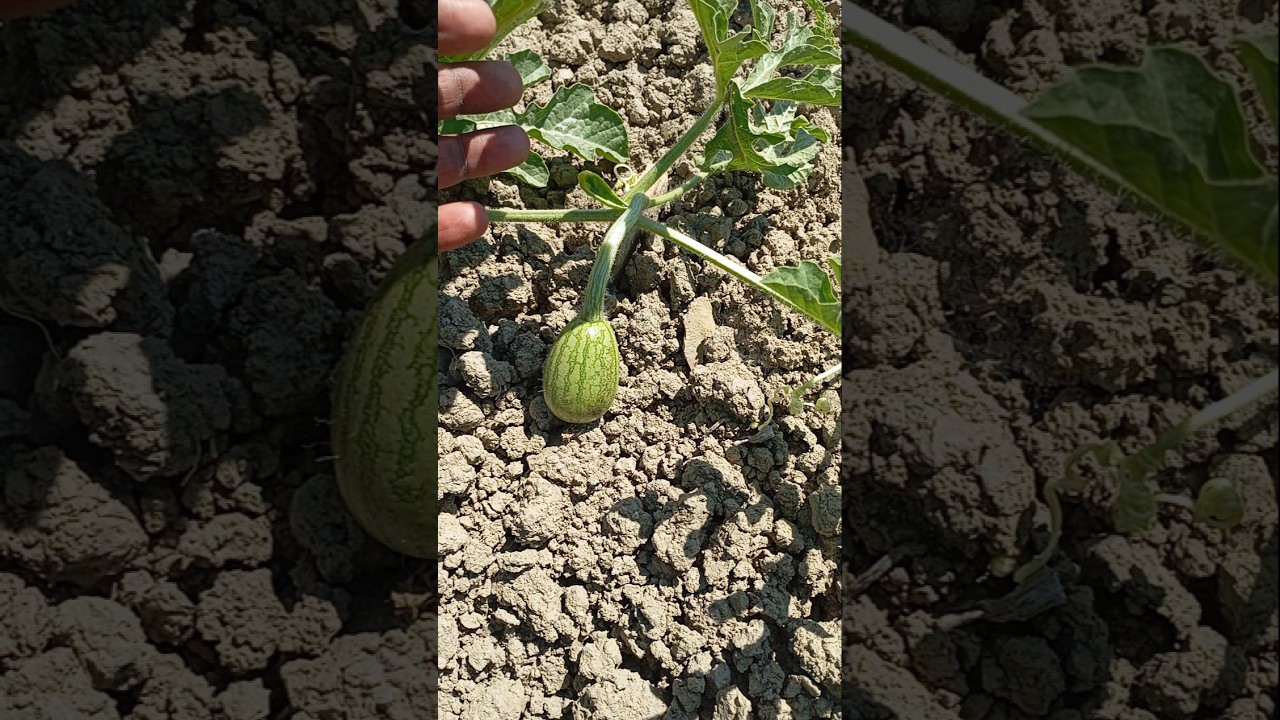 watermelon farming in europe 