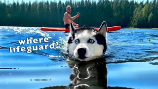 My Dog Has The Best Beach Day! Husky Learns to Swim On a SUP board