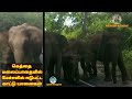 Elephant Fam in the Manjur-Coimbatore highway! மஞ்சூர் -கோவை செல்லும் சாலையில் காட்டு யானைகள் முகாம்