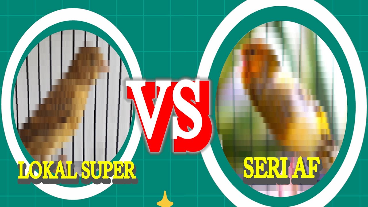 PERBEDAAN KENARI LOPER DAN KENARI AF SANGAT JELAS BEDANYA KENARI SERI