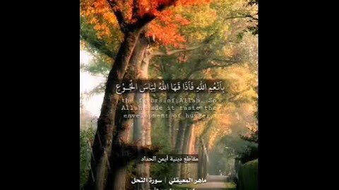 حالات وتس اب تلاوة في غاية الجمال للشيخ ماهر المعيقلي إمام الحرم المكي