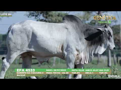 LOTE 38
