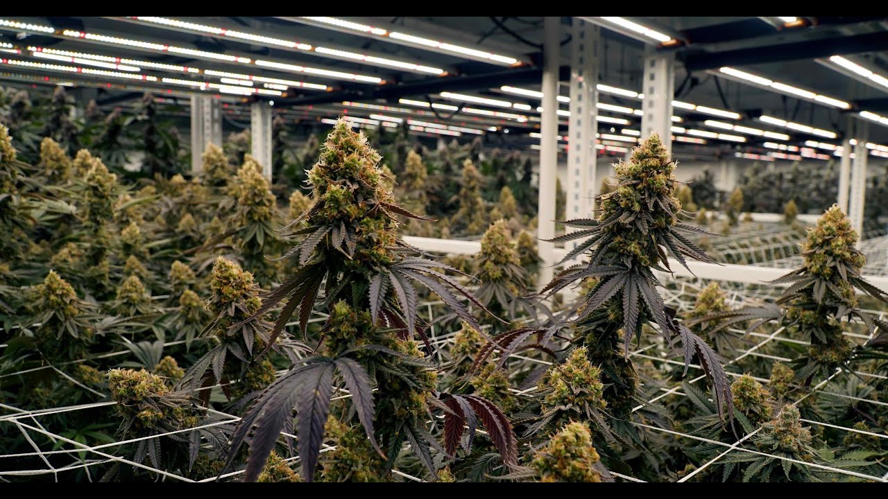 Minnesota's Best Cannabis Cultivation