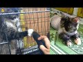 Funny cat while grooming