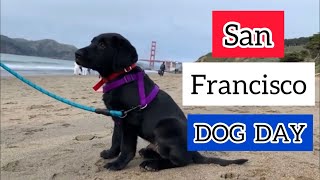 A Pup in San Francisco | Puppy of San Francisco Adventure | Famous Places