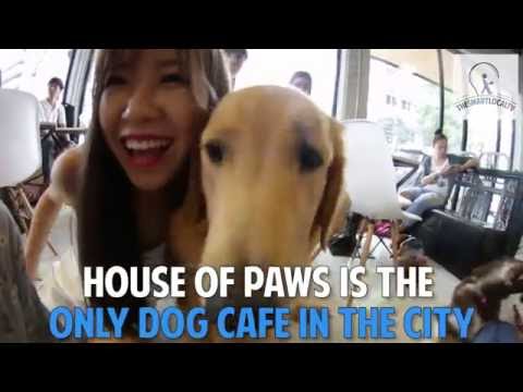 Corgi Dogs Found In BangKok's House Of Paws