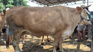 15.700🔥HAMIL TUA BENTAR LAGI BERANAK | Pasar Sapi Tuban