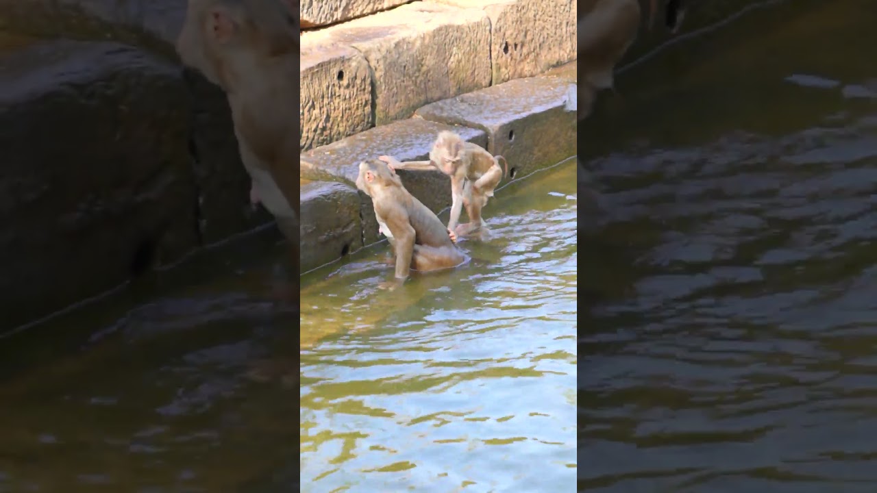So Adorable Monkey in Angkor National Park