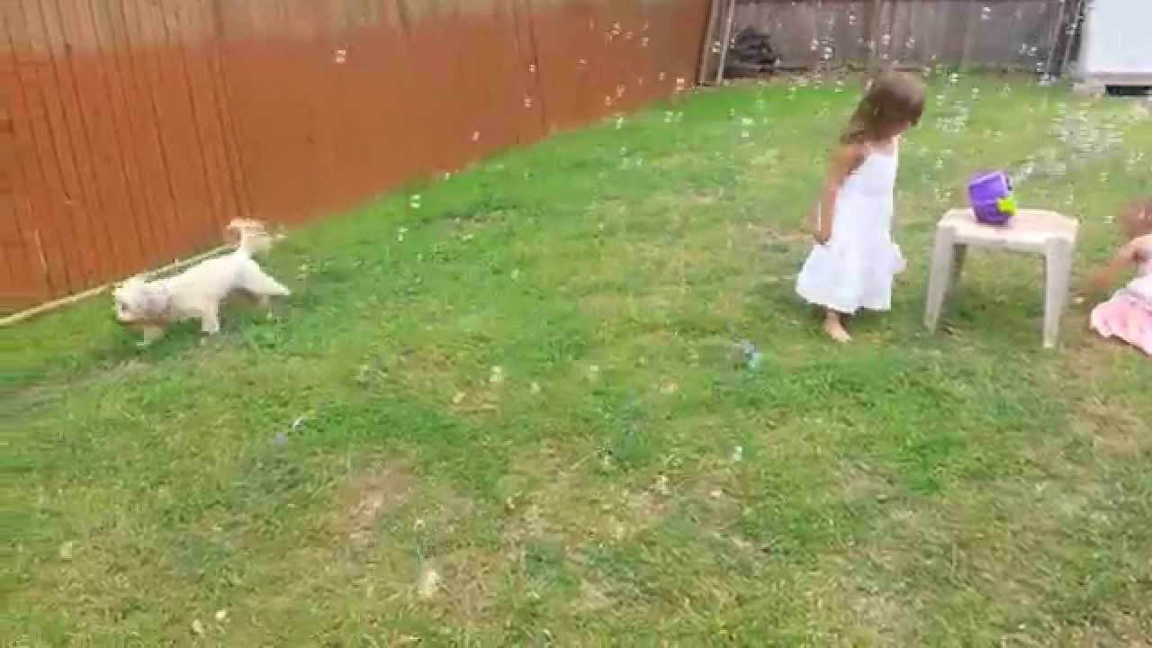 Havanese & Bubbles YouTube
