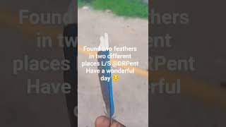If You Know What It Means To Find Feathers Along Your Path Leave A Comment Ls