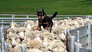 Супер умелые собаки, поэтому келпи - лучшая овчарка. by Природа с Кузьмичом 97,934 views 5 years ago 1 minute, 18 seconds