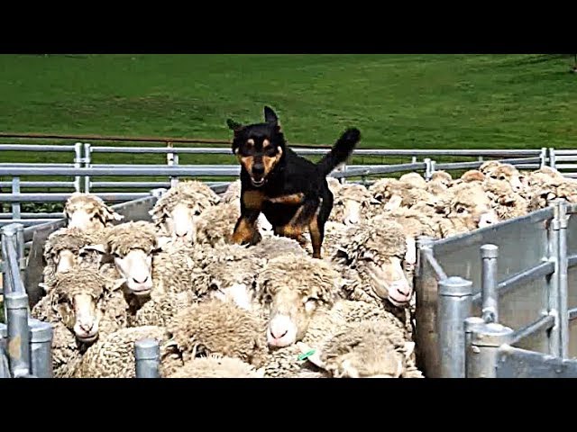 Пастух прыгает со скалы после