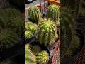 They call me CactusLuckyJeff 🤣