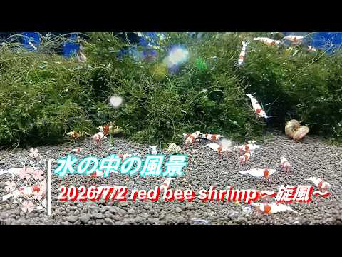 2026/7/14 水の中の風景 #レッドビーシュリンプ #旋風 #アクアリウム #aquarium #癒し #healing