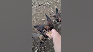 gà rừng tơ cực đẹp. me nyuam lau qaib qus zoo nkauj