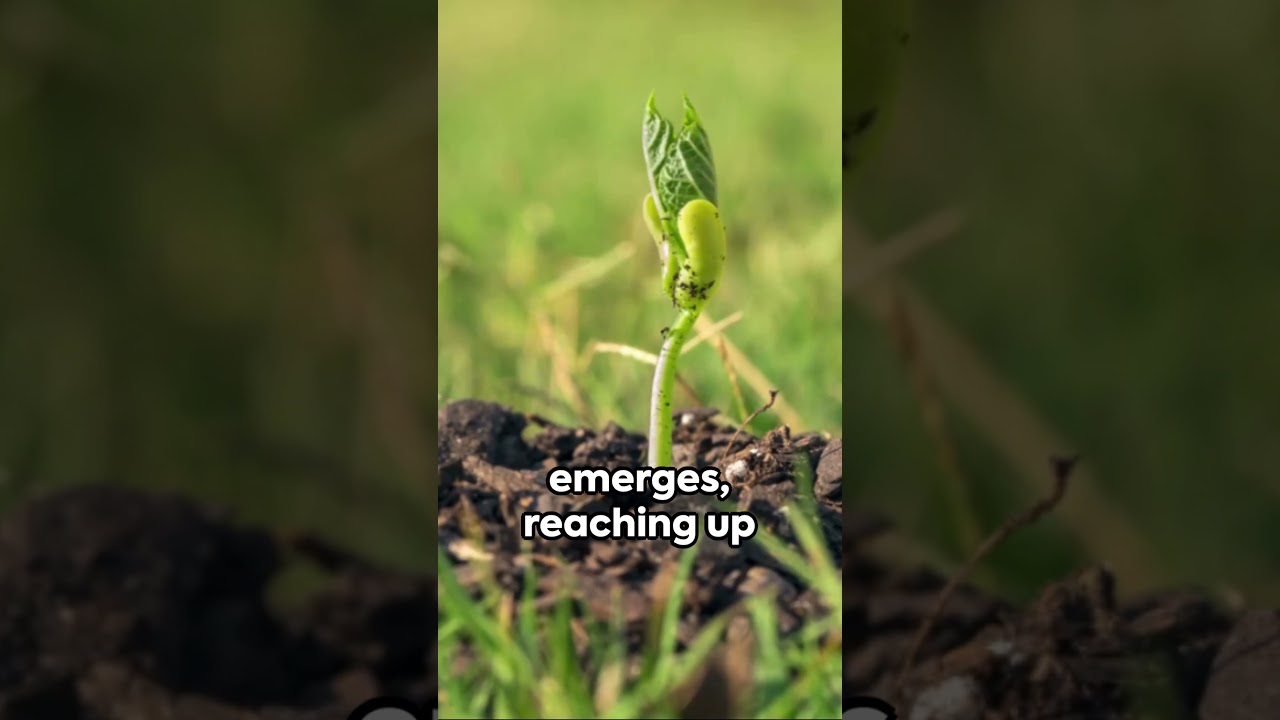 The Magic of Growth Plant Time Lapse