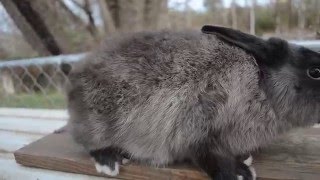 Siamese sable Silver Fox kit fur