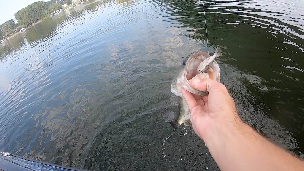 BASS FISHING with LIVE BAIT! The EASIEST way I know to CATCH fish! 