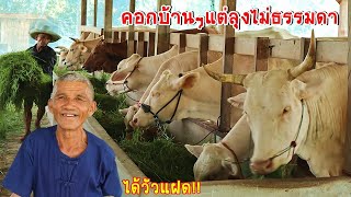 Visit Lung Sanguan Cow Farm, Kap Choeng District, Surin Province, Thailand