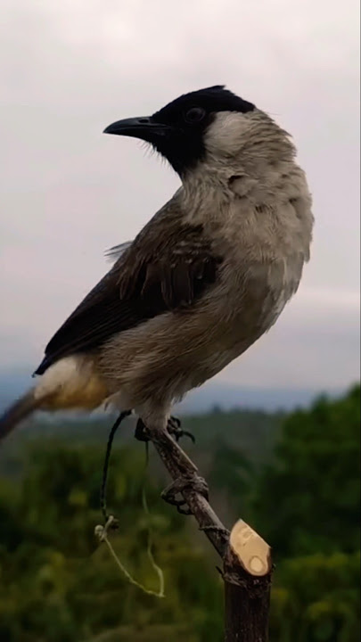 Kutilang Gacor Garuda Tarung #kutilanggacor