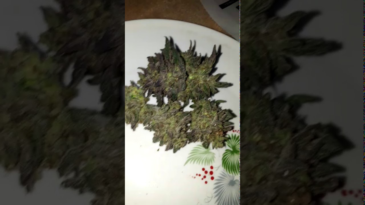 Harvest time outdoor granddaddy purple