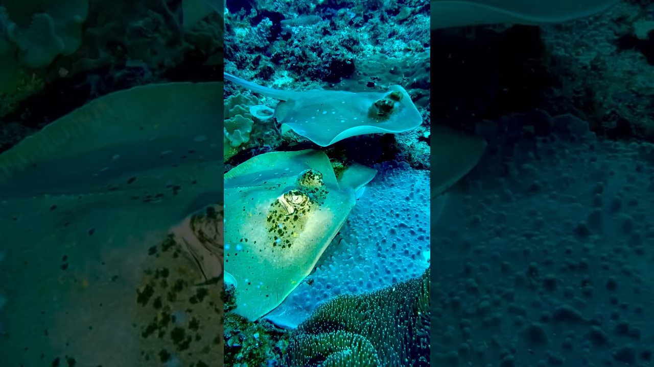 Blue-Spotted Stingray in Bali, Indonesia🔵 
