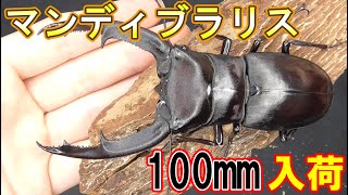 5/55/17の入荷クワガタ紹介、19種類【マンディブラリスフタマタ100mm、パラワンオオヒラタ100mmなど】