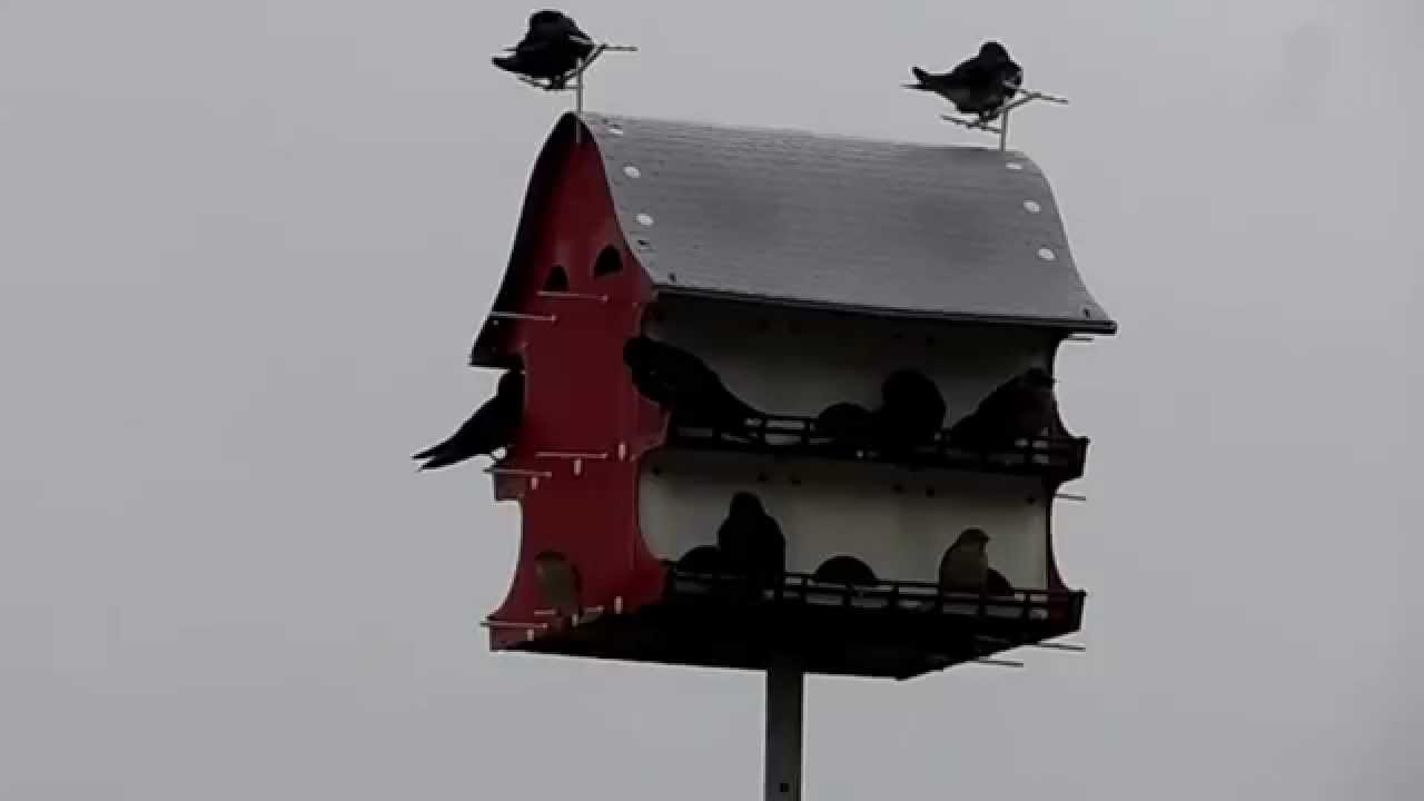 Purple Martins In A Red Barn Birdhouse Youtube
